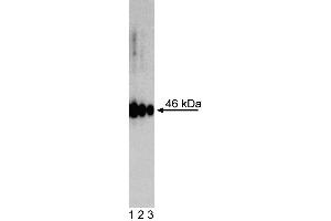 Western Blot analysis of Oct3/4 Isoform A in human embryonic stem (ES) cells. (OCT3/4A (Isoform A) anticorps)