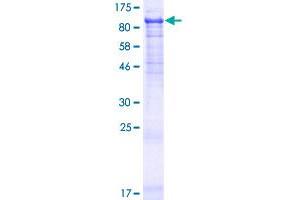 Image no. 1 for Peptidylprolyl Isomerase Domain and WD Repeat Containing 1 (PPWD1) (AA 1-646) protein (GST tag) (ABIN1316100)