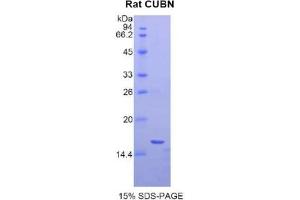 SDS-PAGE analysis of Rat Cubilin Protein. (CUBN Protéine)