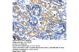 Human kidney (P2RX7 anticorps  (N-Term))