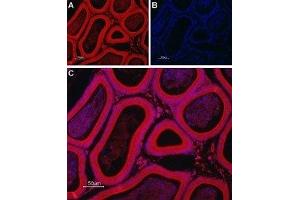 Expression of TRIC-B in rat testis - Immunohistochemical staining of rat testis paraffin-embedded sections using Anti-TRIC-B (TMEM38B) Antibody (ABIN7043862 and ABIN7045314), followed by goat anti-rabbit-Alexa-Fluor-594 secondary antibody.
