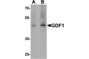 Western blot analysis of GDF1 in rat lung tissue lysate with GDF1 Antibody  at (A) 1 and (B) 2 μg/mL (GDF1 anticorps  (N-Term))