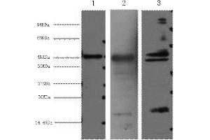 Western Blotting (WB) image for anti-Aquaporin 4 (AQP4) antibody (ABIN5955861) (Aquaporin 4 anticorps)