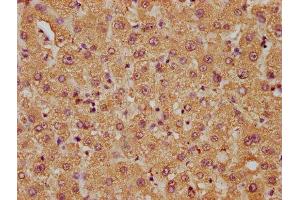 IHC image of ABIN7158018 diluted at 1:50 and staining in paraffin-embedded human liver tissue performed on a Leica BondTM system. (FAM89B anticorps  (AA 1-162))