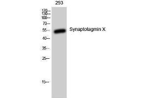 Western Blotting (WB) image for anti-Synaptotagmin X (SYT10) (C-Term) antibody (ABIN3177563) (SYT10 anticorps  (C-Term))