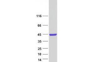 Validation with Western Blot