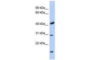 Image no. 1 for anti-Cytochrome C Oxidase Assembly Homolog 18 (COX18) (C-Term) antibody (ABIN6741371) (COX18 anticorps  (C-Term))