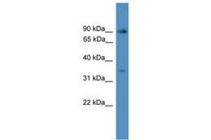 Image no. 1 for anti-Inhibitor of Growth Family, Member 2 (ING2) (AA 25-74) antibody (ABIN6745494) (ING2 anticorps  (AA 25-74))