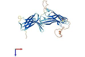 AlphaFold protein structure predicition of Mouse Recombinant Txnip Protein, UniprotID Q8BG60