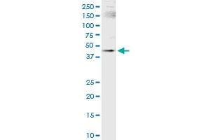 Immunoprecipitation of SMARCB1 transfected lysate using anti-SMARCB1 MaxPab rabbit polyclonal antibody and Protein A Magnetic Bead , and immunoblotted with SMARCB1 purified MaxPab mouse polyclonal antibody (B01P) .