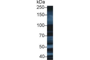 Western blot analysis of Human HepG2 cell lysate, using Human XRCC5 Antibody (1 µg/ml) and HRP-conjugated Goat Anti-Rabbit antibody ( (X-Ray Repair Cross Complementing 5 (AA 2-460) anticorps)