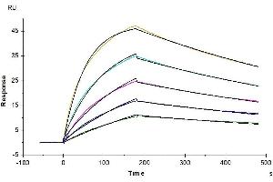 Human Fc gamma RI, His Tag captured on CM5 Chip via anti-his antibody can bind Trastuzumab with an affinity constant of 3.