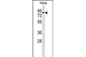 RHOT1 Antibody (N-term) (ABIN1539624 and ABIN2850023) western blot analysis in Hela cell line lysates (35 μg/lane).
