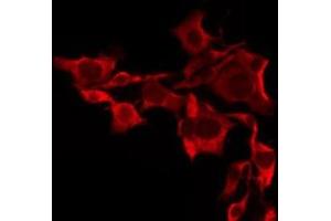 ABIN6276240 staining Hela by IF/ICC. (OR10A7 anticorps  (Internal Region))