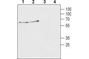 Western blot analysis of mouse (lanes 1 and 3) and rat (lanes 2 and 4) brain lysates: - 1,2.