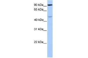 Western Blot showing STAT5B antibody used at a concentration of 1. (STAT5B anticorps  (C-Term))
