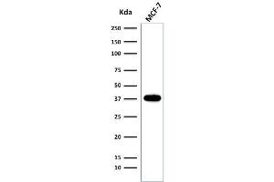Western Blot of MCF-7 cell lysate using EpCAM Rabbit Recombinant Monoclonal Antibody (EGP40/2041R). (Recombinant EpCAM anticorps  (Extracellular Domain))