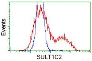 HEK293T cells transfected with either RC202775 overexpress plasmid (Red) or empty vector control plasmid (Blue) were immunostained by anti-SULT1C2 antibody (ABIN2454436), and then analyzed by flow cytometry. (SULT1C2 anticorps)