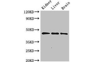 Western Blot Positive WB detected in: Rat kidney tissue, Rat liver tissue, Mouse brain tissue All lanes: PIPOX antibody at 2. (PIPOX anticorps  (AA 259-337))