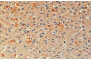 ABIN184674 (4µg/ml) staining of paraffin embedded Human Liver. (PYCARD anticorps  (C-Term))