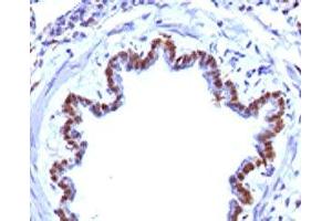 IHC testing of FFPE rat lung with FOXA1 antibody. (FOXA1 anticorps  (AA 372-472))