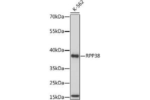 Western blot analysis of extracts of various cell lines, using RPP38 antibody (ABIN7269983) at 1:1000 dilution. (RPP38 anticorps  (AA 20-110))