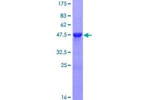 Image no. 1 for Myosin, Light Chain 1, Alkali, Skeletal, Fast (MYL1) (AA 1-194) protein (GST tag) (ABIN1311755)