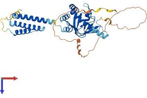 AlphaFold protein structure predicition of Human Recombinant POPDC2 Protein, UniprotID Q9HBU9