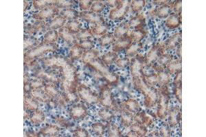 IHC-P analysis of Mouse Kidney Tissue, with DAB staining. (Catalase anticorps  (AA 32-157))