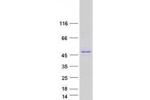 Validation with Western Blot