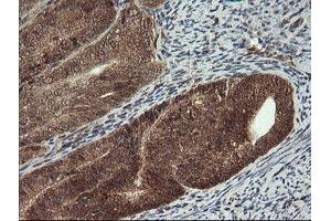 Image no. 7 for anti-Carboxypeptidase A2 (Pancreatic) (CPA2) antibody (ABIN1497598)