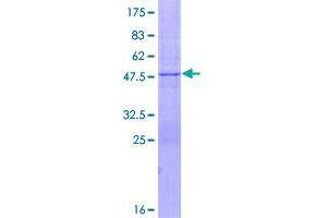 Image no. 1 for F-Box and WD Repeat Domain Containing 5 (FBXW5) (AA 1-159) protein (GST tag) (ABIN1353875)