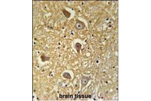 HAS2 Antibody (Center) (ABIN651874 and ABIN2840432) immunohistochemistry analysis in formalin fixed and paraffin embedded human brain tissue followed by peroxidase conjugation of the secondary antibody and DAB staining.