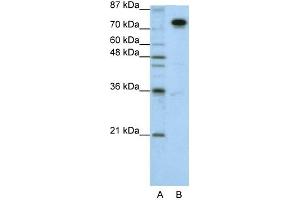 WB Suggested Anti-SFPQ Antibody Titration:  1.