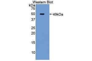 Western Blotting (WB) image for anti-TNF Receptor Superfamily, Member 6 (FAS) (AA 21-170) antibody (ABIN3209676) (FAS anticorps  (AA 21-170))