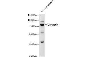 Western blot analysis of extracts of Mouse kidney, using Cortactin Rabbit pAb antibody (ABIN6127722, ABIN6139243, ABIN6139244 and ABIN6221478) at 1:1000 dilution. (Cortactin anticorps  (AA 214-513))
