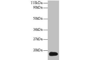 Western blot All lanes: ISG15 antibody at 2 μg/mL + 293T whole cell lysate Secondary Goat polyclonal to rabbit IgG at 1/15000 dilution Predicted band size: 18 kDa Observed band size: 18 kDa