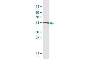 Western Blot detection against Immunogen (46. (m1ip1 anticorps  (AA 1-183))