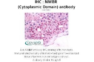 Image no. 2 for anti-Neuromedin B Receptor (NMBR) (3rd Cytoplasmic Domain) antibody (ABIN1737396) (NMBR anticorps  (3rd Cytoplasmic Domain))