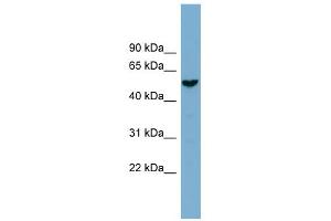 WB Suggested Anti-FAM83E Antibody Titration: 0.