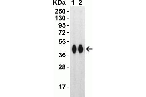 Western Blot Validation with SARS-CoV-2 (COVID-19) Spike RBD+SD1 Recombinant ProteinLoading: 30 ng per lane of SARS-CoV-2 (COVID-19) Spike RBD+SD1 recombinant protein, 10-304. (SARS-CoV-2 Spike anticorps  (RBD))