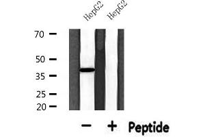 Western blot analysis of extracts from HepG2, using USF2 Antibody. (USF2 anticorps  (Internal Region))