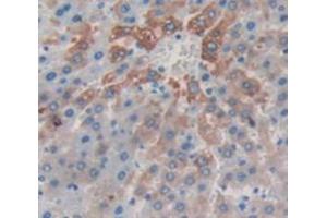 IHC-P analysis of Rat Tissue, with DAB staining. (CRH anticorps  (AA 39-187))