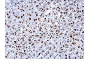 IHC-P Image PCNA antibody detects PCNA protein at nucleus on mouse liver by immunohistochemical analysis. (PCNA anticorps)