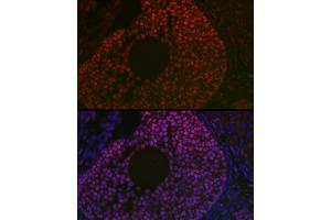 Immunofluorescence analysis of mouse ovary using FOXL2 Rabbit pAb (ABIN7267239) at dilution of 1:100 (40x lens).