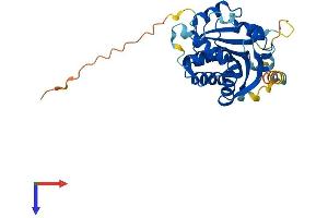 AlphaFold protein structure predicition of Human Recombinant BCDIN3D Protein, UniprotID Q7Z5W3