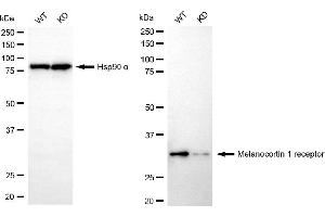 Western blotting analysis using melanocortin 1 receptor antibody (ABIN7799354). (Recombinant MC1 Receptor anticorps)