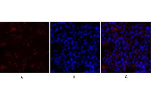 Immunofluorescence analysis of rat lung tissue.