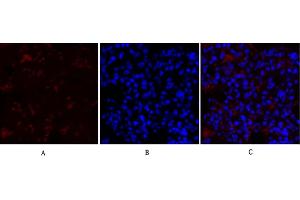 Immunofluorescence analysis of rat lung tissue. (COL2A1 anticorps  (AA 70-150))