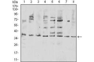 Western blot analysis using TNFSF11 mouse mAb against COS7 (1), Hela (2), U937 (3), HL-60 (4), Raji (5), Ramos (6), Jurkat (7), and SW480 (8) cell lysate.